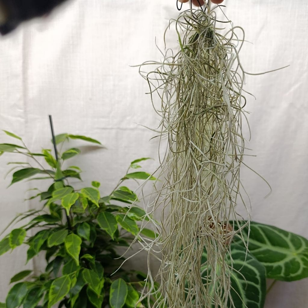 Tillandsia Usneoides