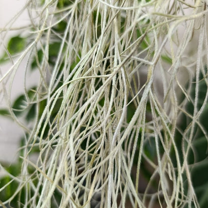 Tillandsia Usneoides