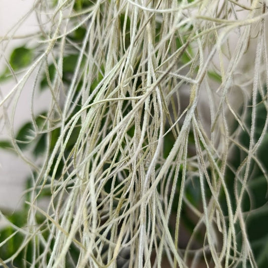 Tillandsia Usneoides