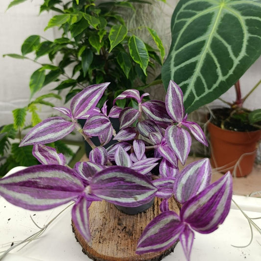 Tradescantia Pink Paradise "S"