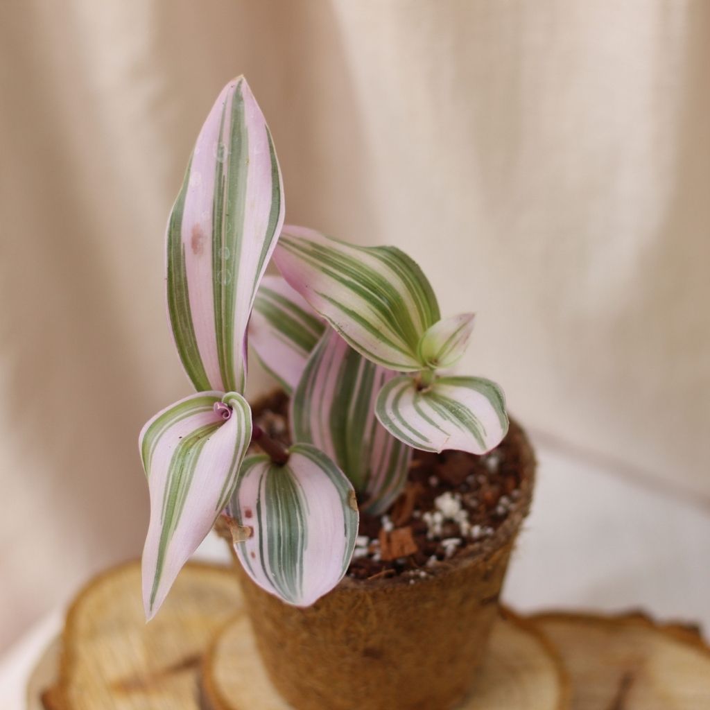 Tradescantia Nanouk "M" (šetrné k přírodě)