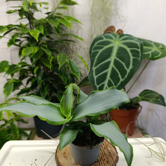 Tradescantia Silver "S"