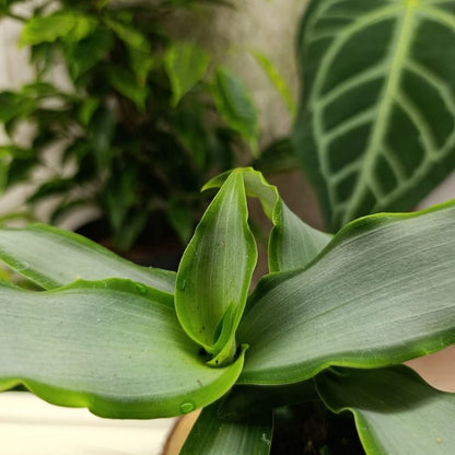Tradescantia Silver "S"