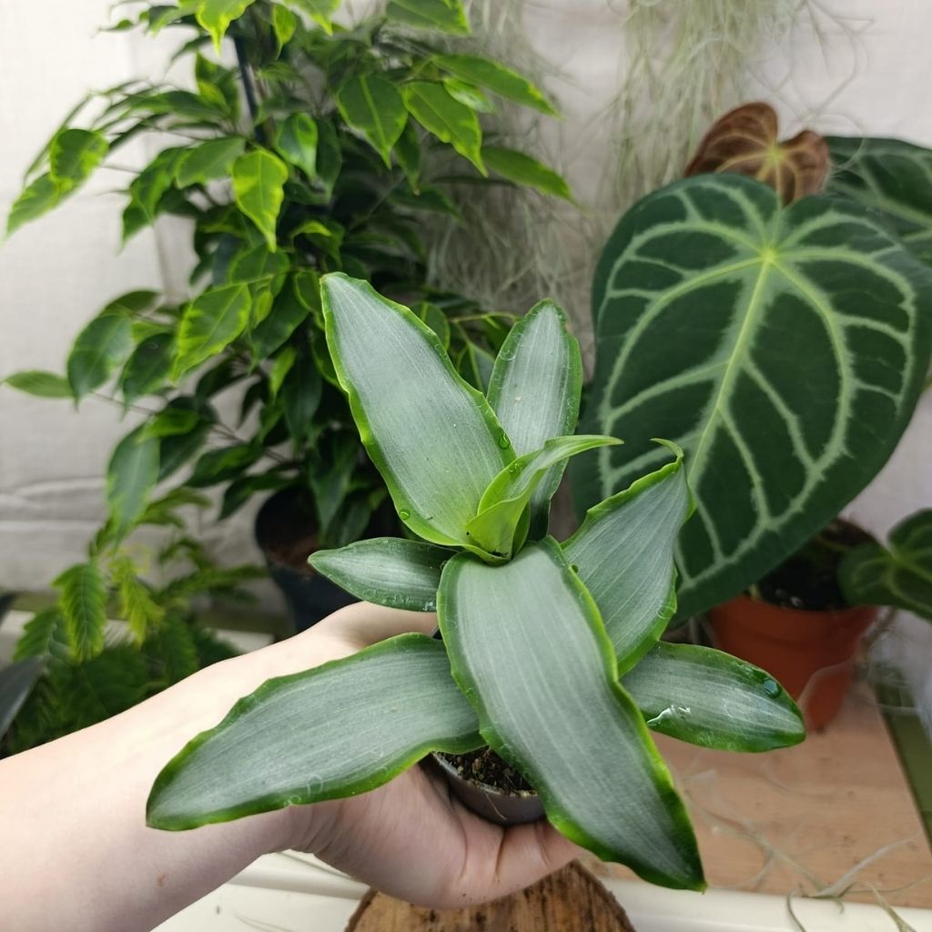 Tradescantia Silver "S"