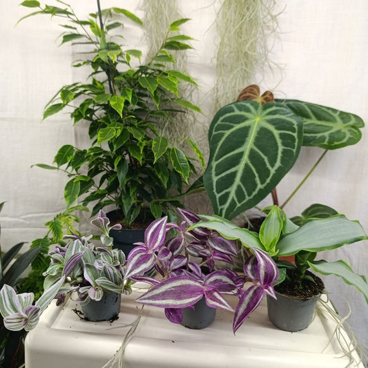 Set tradescancii "S"