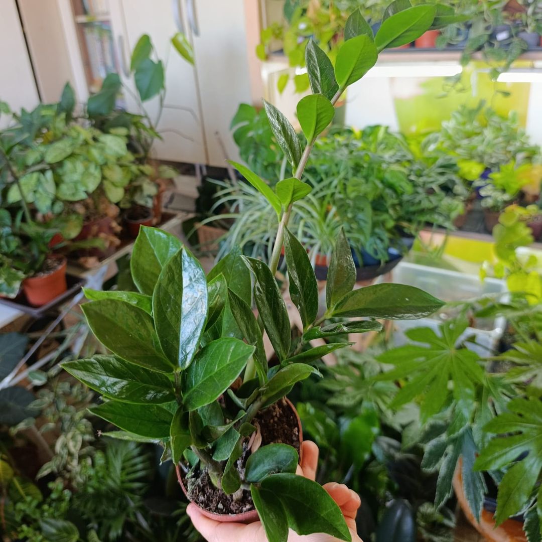 Zamioculcas "M"