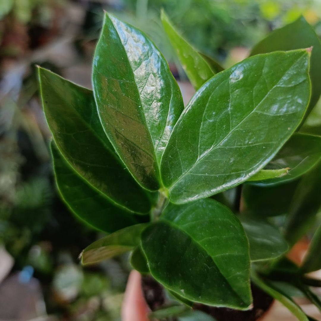 Zamioculcas "M"