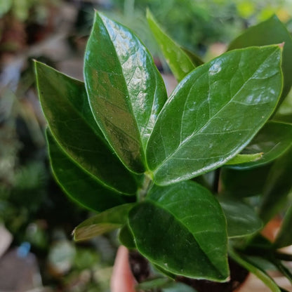Zamioculcas "M"