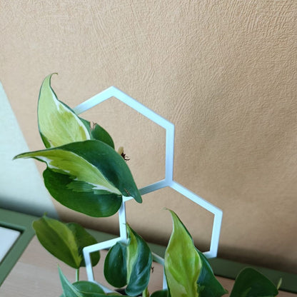 Opora pro pokojovky HONEYCOMB