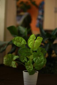 IMG_8495