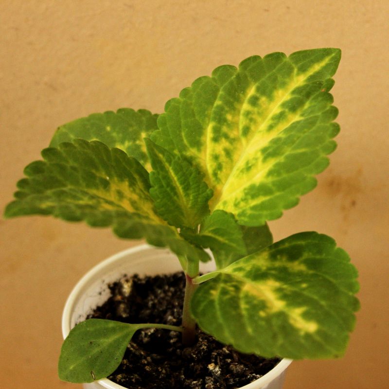 africka_kopriva_v_kelimku