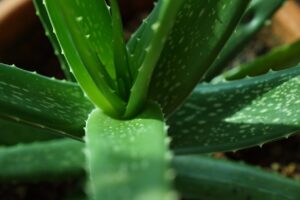 aloe vera plants