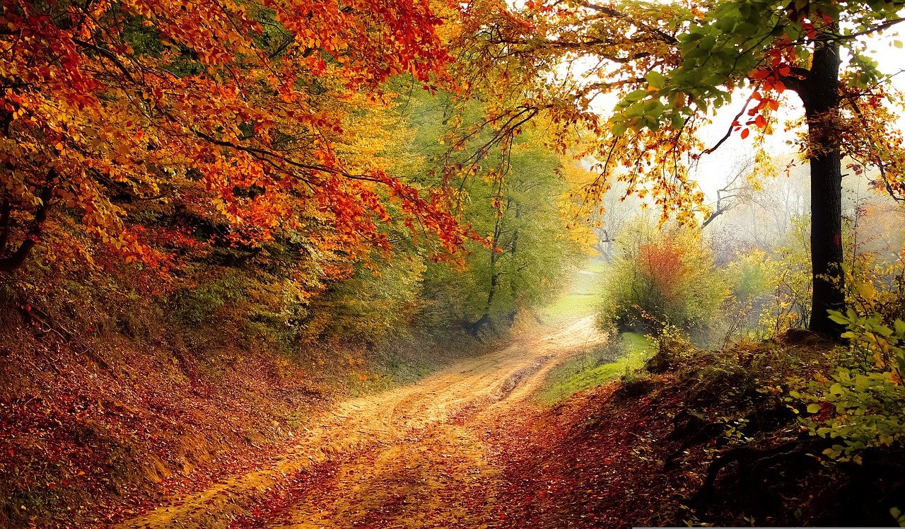 road, forest, fall-1072823.jpg