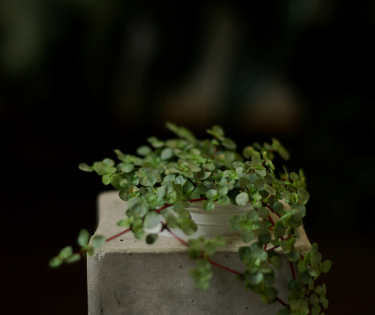 pilea-glauca-v-betonovem-kvetinaci
