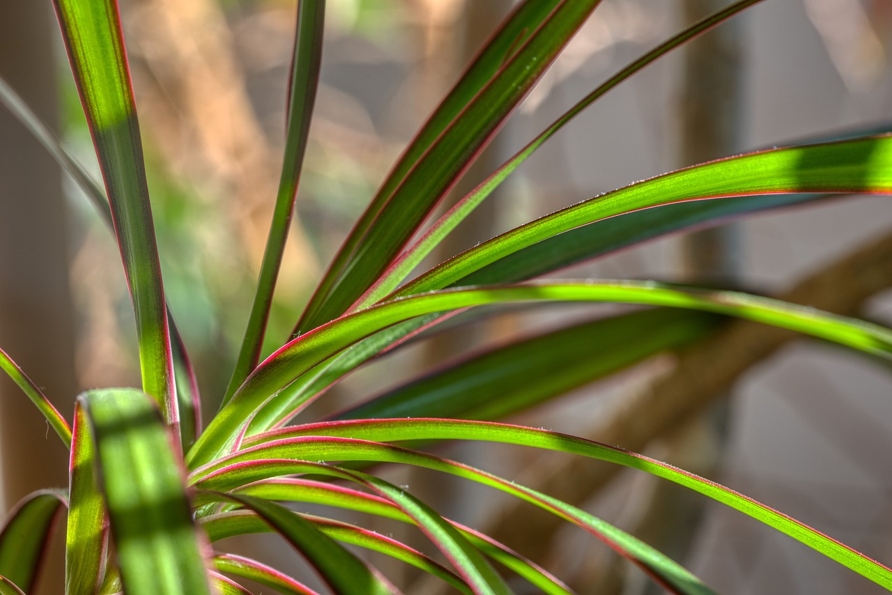 houseplant, dracena, dragon tree-4832361.jpg