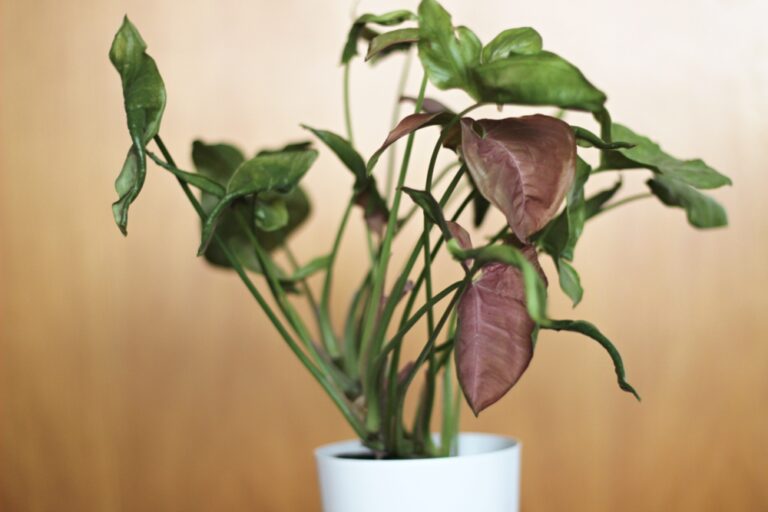 Velké syngonium pink