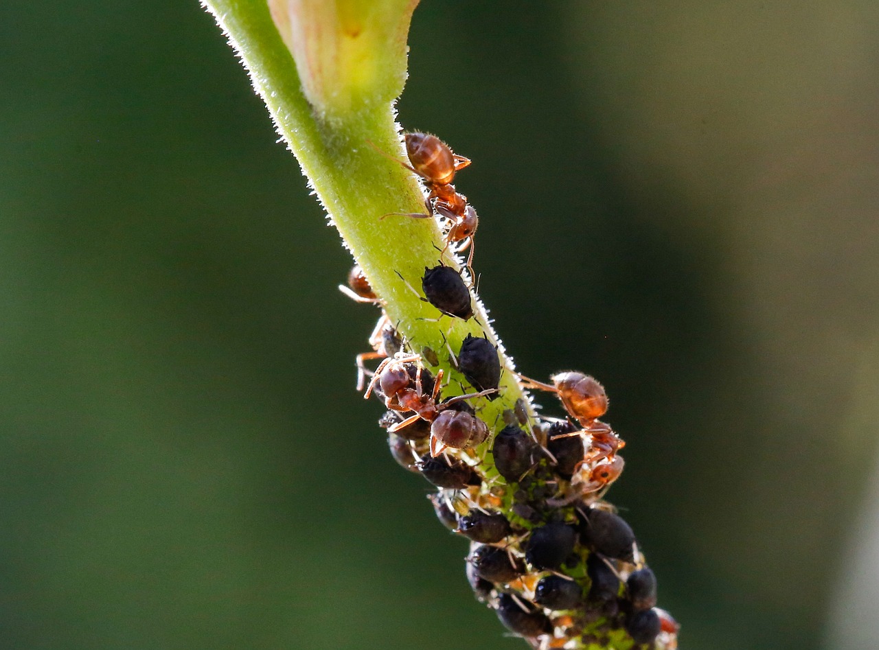 ants, aphids, animals-5344956.jpg